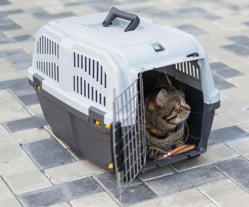 FWE Pet transport